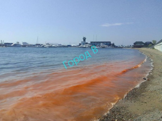 «Кровавое море»: владивостокцев снова напугал красный прилив