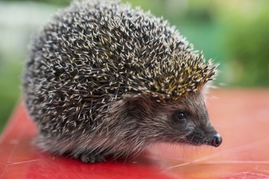 Ежи в Подмосковье не могут залечь в спячку из-за теплой зимы