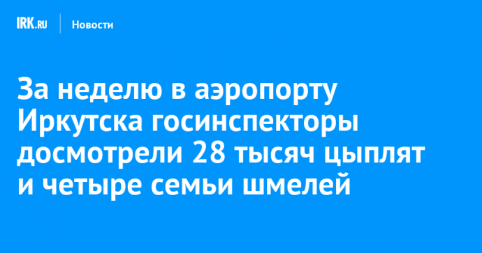 За неделю в аэропорту Иркутска госинспекторы досмотрели 28 тысяч цыплят и четыре семьи шмелей