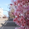 Астрахань захватил цветочный тренд. Яркий репортаж с улиц города