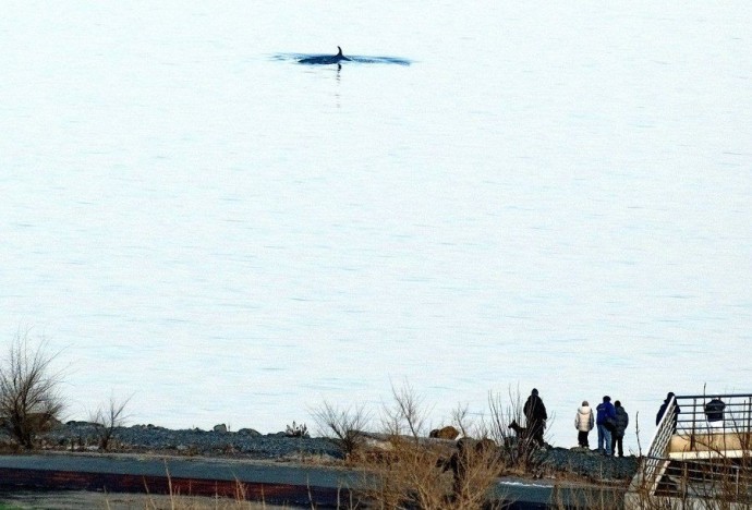 Киты вернулись и вместе с тюленями устроили шоу для жителей Владивостока Киты вернулись и вместе с тюленями устроили шоу для жителей Владивостока