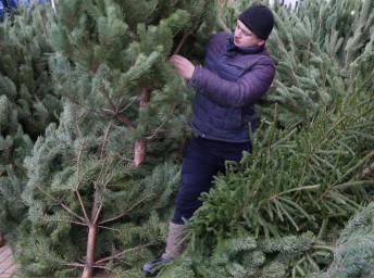 Ёлочные базары в Белгороде начнут работать 19 декабря