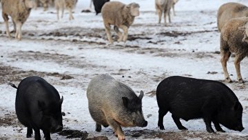 Суд изъял свиней у фермера из-за плохих условий и постоянного самовыгула Суд изъял свиней у фермера из-за плохих условий и постоянного самовыгула