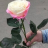 В Приамурье подорожали лекарства и цветы
