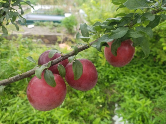 Полезно, но не для всех: врач назвал продукты, которые могут спровоцировать тромбоз