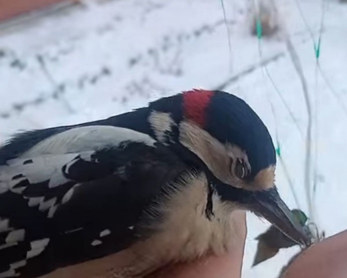 Костромич спас жизнь дятлу с помощью шубы: видео