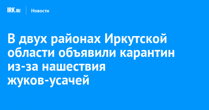 В двух районах Иркутской области объявили карантин из-за нашествия жуков-усачей