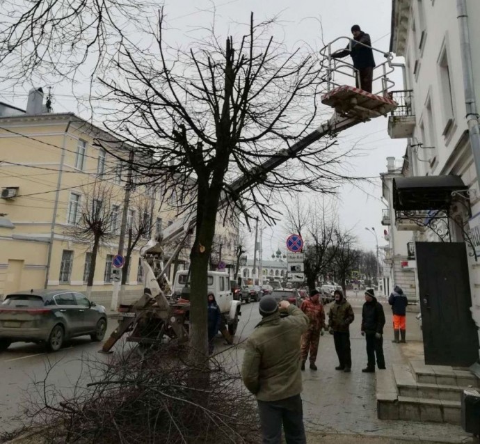 Деревьям сделают модные прически в Костроме