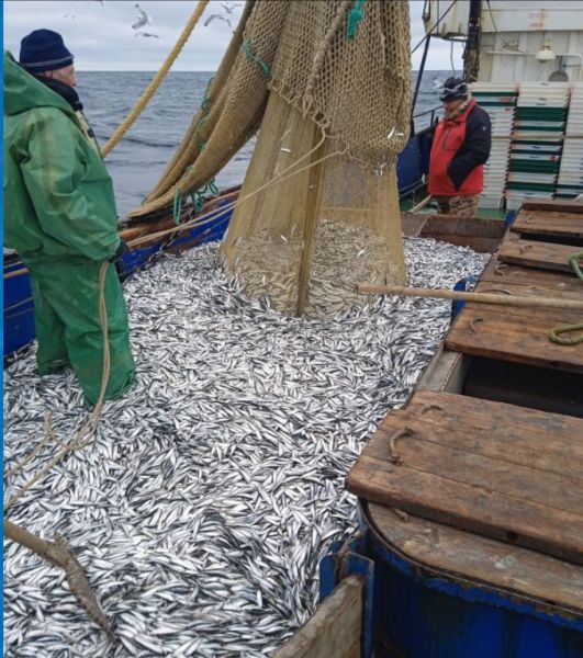 Какая рыба больше всего ловится в Каспийском море