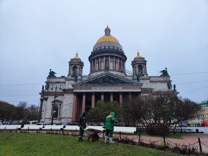 В Петербурге на ветках сирени и бузины появились почки