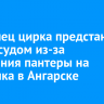 Владелец цирка предстанет перед судом из-за нападения пантеры на мальчика в Ангарске