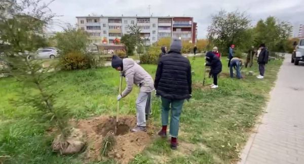 В улан-удэнском сквере «Зодчий» высадили 26 елей и 10 рябин