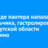 Цирк, где пантера напала на мальчика, гастролировал по Иркутской области незаконно