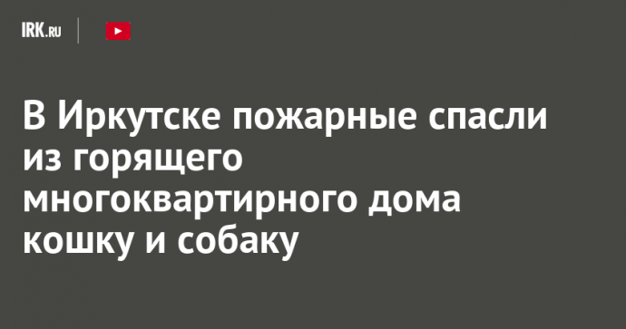 В Иркутске пожарные спасли из горящего многоквартирного дома кошку и собаку