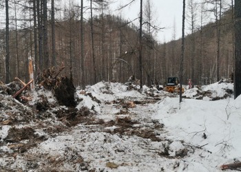 «Черных лесорубов» выявили в Зейском округе