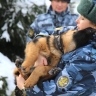 Десять щенков немецкой овчарки получили в ГУФСИН России по Новосибирской области