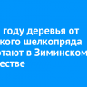 В 2025 году деревья от сибирского шелкопряда обработают в Зиминском лесничестве