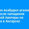 Следком возбудил уголовное дело после нападения цирковой пантеры на ребенка в Ангарске