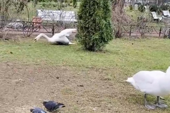 Рыбинцы бьют тревогу из-за раненого лебедя в Карякинском саде