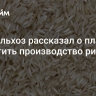 Минсельхоз рассказал о планах нарастить производство риса