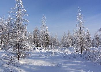 В Приамурье пересчитают зверей и птиц