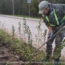 В Малиновке высадили 175 саженцев кизильника, чтобы создать «красивую живую изгородь»