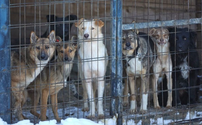 Южносахалинцам напоминают алгоритм возврата отловленных животных их владельцам