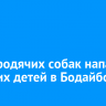 Стая бродячих собак напала на троих детей в Бодайбо