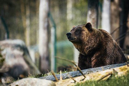 Медведица набросилась на мужчину у перекрестка и серьезно покалечила его