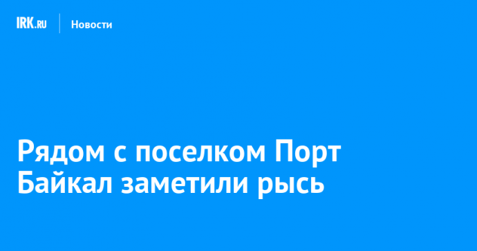 Рядом с поселком Порт Байкал заметили рысь