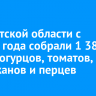 В Иркутской области с начала года собрали 1 384 тонны огурцов, томатов, баклажанов и перцев