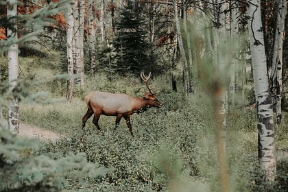 Фотоловушка российского нацпарка запечатлела поющего любовные серенады лося