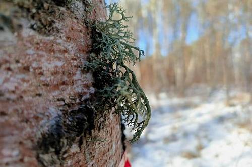 В Приамурье на дереве выросла «зеленая борода» с запахом петрикора