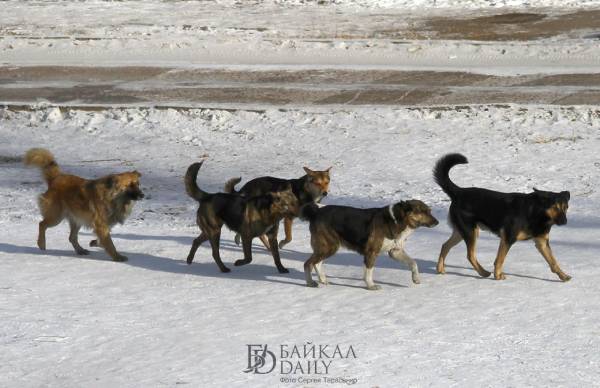 В Гусиноозёрске взялись за бездомных собак