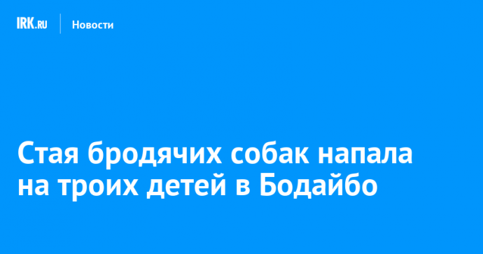 Стая бродячих собак напала на троих детей в Бодайбо