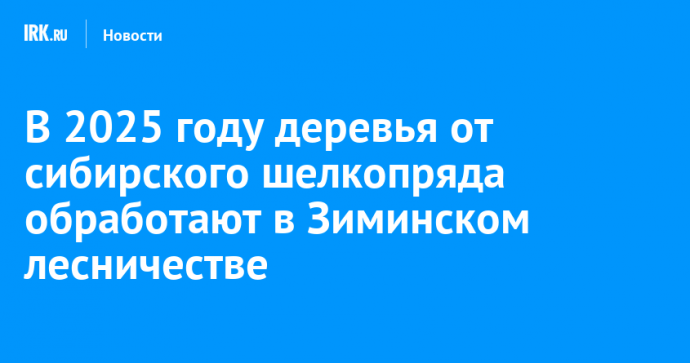 В 2025 году деревья от сибирского шелкопряда обработают в Зиминском лесничестве