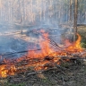 Новгородцев просят соблюдать правила пожарной безопасности в лесу