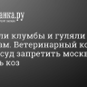 Объедали клумбы и гуляли по машинам. Ветеринарный комитет просит суд запретить москвичу держать коз