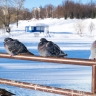 В Кировской области прогнозируют аномальный декабрь...