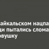 В Прибайкальском нацпарке медведи пытались сломать фотоловушку