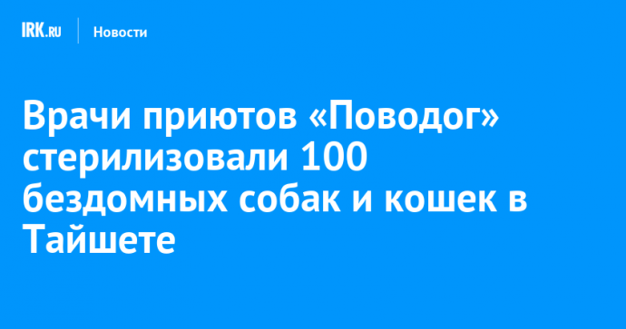 Врачи приютов «Поводог» стерилизовали 100 бездомных собак и кошек в Тайшете