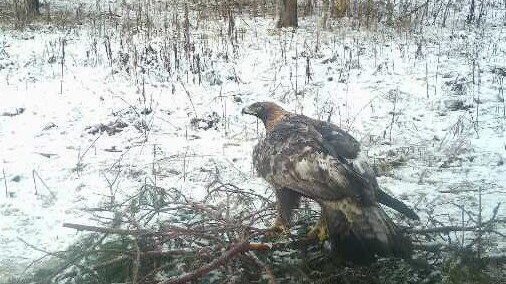 Завтракающий орлан-белохвост попал в фотоловушку