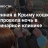 Спасенная в Крыму кошка Муся провела ночь в ветеринарной клинике