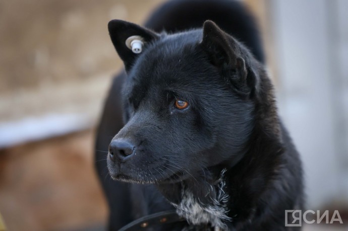 20 уголовных дел по фактам нападения бездомных собак завели в октябре в Якутии