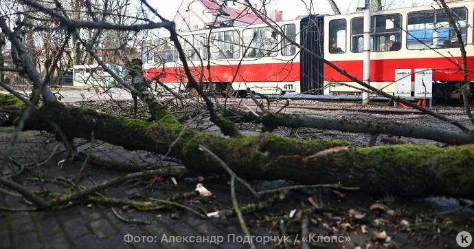 «Порезвилась всем на диво разрушительница «Зива»: музыкальный дайджест новостей недели в Калининграде