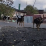 В Курске на школьника напала целая стая безнадзорных собак