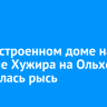 В недостроенном доме на окраине Хужира на Ольхоне поселилась рысь