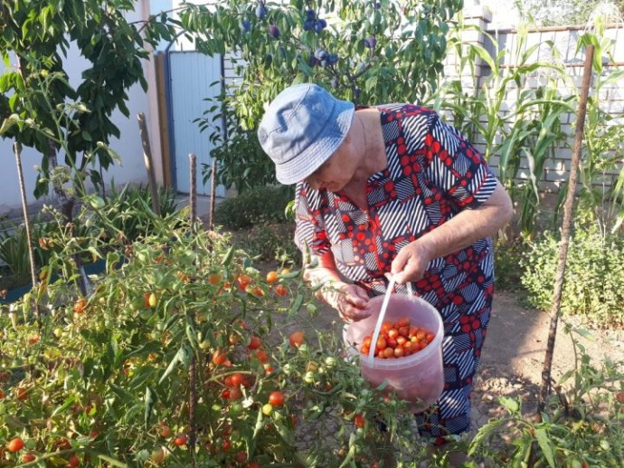 Возьмите этот самый распространенный продукт, и вредители сбегут из огорода  