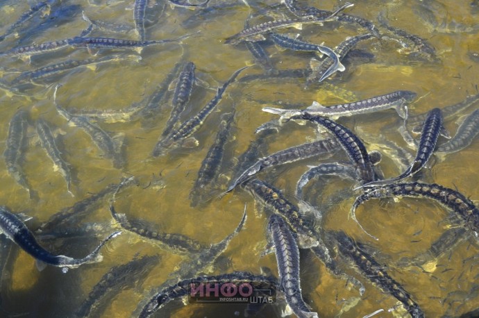 Для астраханских осетров обновляют «водную квартиру»