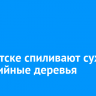 В Иркутске спиливают сухие и аварийные деревья